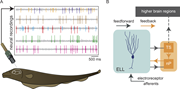 A two-part image shows neural recordings and electrosensory pathways in a fish.