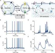 A multi-part image depicts a computational model of membrane potential and calcium dynamics in a neuron.