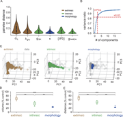 A multi-part image depicts variations in model parameters and their impact on spiking heterogeneities in E L L pyramidal cells.