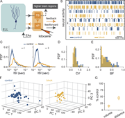 A multi-part image depicts the impact of feedback pathway inactivation on neural spiking activities.
