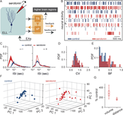 A multi-part image depicts the effects of serotonin on neural activity and spiking statistics in E L L pyramidal cells.