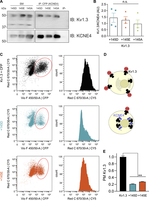 A multi-panel image depicts the association and plasma membrane targeting of Kv1.3 with KCNE4 variants.