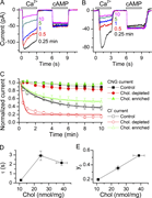 Multiple graphs depict the effects of cholesterol on ion channel currents.