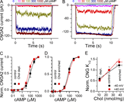 Graphs depict CNGA2 current traces and dose response relations under different conditions.