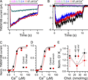 Graphs depict TMEM16B current traces and dose response relations under different cholesterol conditions.