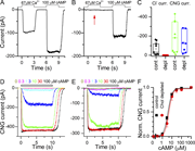 Graphs depict the effects of cholesterol depletion on ion channel currents in mouse olfactory receptor neurons.