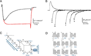 A multi-part figure showing the effects of pronase treatment on sodium currents and gating currents in squid giant axons, along with activation and inactivation.