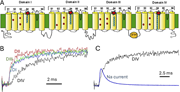 A multi-part figure of Nav1.4 structure and fluorescence signals of its domains.
