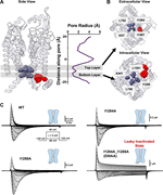 A multi-part figure of sodium channel structure and mutations affecting ionic currents.