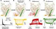 A multi-part figure illustrating the movement of protein structures during depolarization.