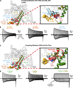 A multi-part figure illustrating the structural components and interactions involved in the fast inactivation process of a protein.