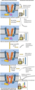 Diagram of sodium channel inactivation process.