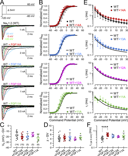 A multi-part figure presents data on the properties of NaV1.2 currents coexpressed with different FGF-A homologues, including various graphs and plots.