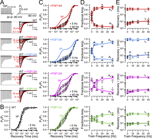 Multiple graphs depict the effects of FGF-A isoforms on recovery from inactivation in NaV1.2 channels.
