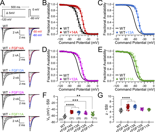 A multi-part figure showing the effects of FGF homologues on NaV1.2 channels.