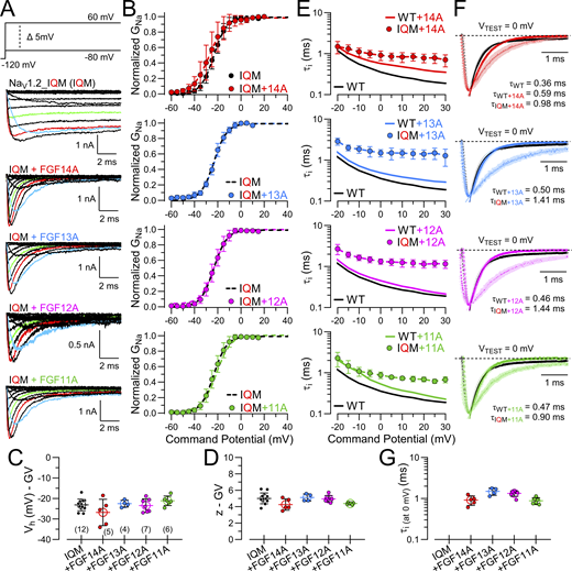 A multi-panel figure showing various graphs related to the kinetic properties of FGF-A mediated inactivation in NaV1.2-IQM channels.