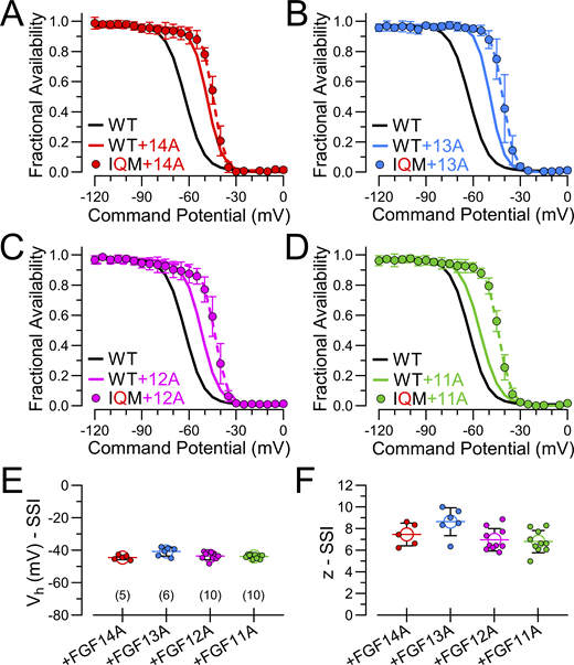 A multi-part figure showing steady-state inactivation behavior for Nav1.2_IQM with different FGF-A homologues.