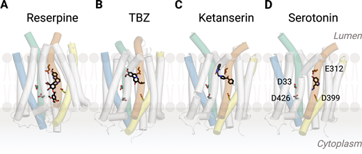 A multi-panel image of human VMAT2 structures with different inhibitors and substrates.