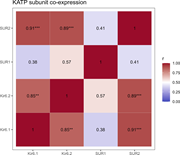 A heat map showing the correlation of SUR and Kir subunits in mouse skeletal muscle.