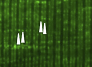 A fluorescence microscopy image shows a green striated background with two pairs of white arrowheads pointing toward two distinct regions.
