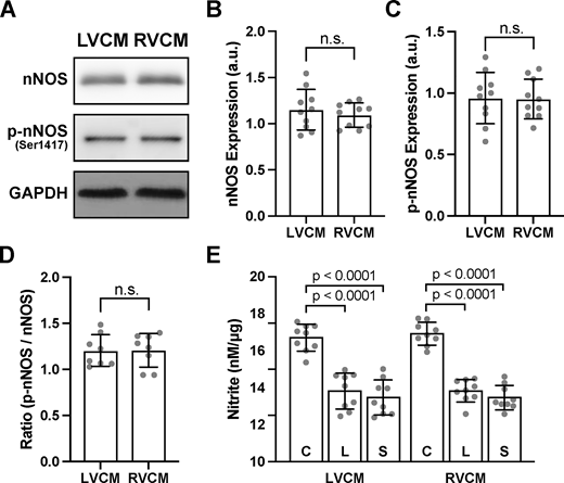 A multi-panel image showing nNOS expression and nitrite levels in LVCMs and RVCMs.