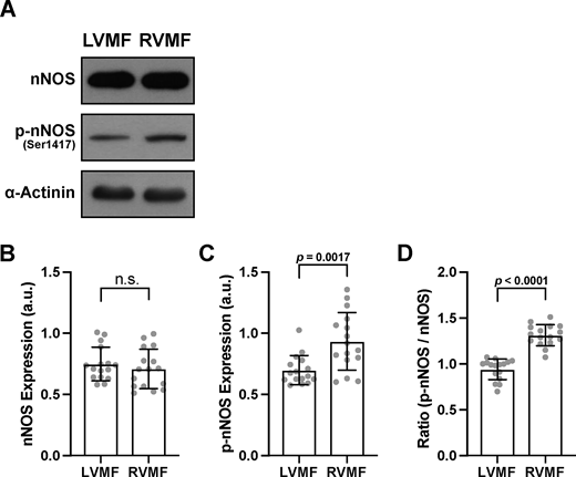 A multi-panel image showing nNOS and p-nNOS expression in cardiomyocytes.