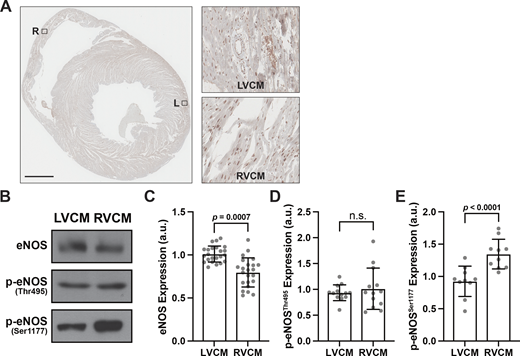 Figure S1. Refer to the image caption for details.