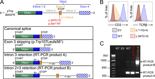 TRAC splicing and transcripts activity. (A) Schematic representation of the artificial TCRα gene created to study the splicing between exons 2, 3, and 4 of TRAC. The two mutations tested are depicted together with the various splice variants. STOP*: noncanonical STOP codons generated by alternative splicing. (B and C) TCRα-deficient Jurkat cells transduced with EV or a plasmid containing an artificial TCRα gene described in A encoding the WT or the indicated variant of TRAC in TCRα. (B) Cell surface expression of CD3ε and TCRβ evaluated by flow cytometry. (C) RT-PCR analysis of TRAC with primers binding to exon 2 (forward; for) and intron 3 (reverse; rev). NT: Non-transduced. The data shown are representative of three independent experiments. Source data are available for this figure: SourceData F3.