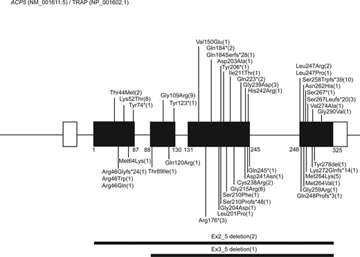 Cartoon of ACP5 pathogenic mutations reported in patients with SPENCD. Distribution of ACP5 pathogenic variants based on the reports annotated in Table S1. ACP5 (NM_001611.5) comprises five exons, encoding a 325-amino acid protein TRAP (NP_001602.1) translated from exons 2 to 5. Numbers in brackets indicate the number of families in which a mutation has been reported. For the p. Ser258Trpfs*39 mutation, note that seven pedigrees originate from the same small village (28).
