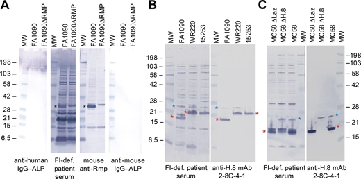 Reactivity of IgG in FI-deficient patient’s serum with bacterial lysates of N. gonorrhoeae. (A) Reactivity of the FI-def. patient’s serum against N. gonorrhoeae Rmp. Lysates prepared from N. gonorrhoeae strain FA1090 and its Rmp deletion mutant (FA1090 ΔRmp) were separated on a 4–12% Bis-Tris gel using MES SDS running buffer and transferred to a membrane by western blotting. The blot was divided into four sections and probed with the patient’s serum (1:500 dilution) or with anti-Rmp antiserum, as indicated beneath each section. IgG-reactive bands were disclosed with anti-human IgG or anti-mouse IgG conjugated to ALP. The two remaining sections were probed with the ALP conjugates alone, which served as background controls. All blots were developed for the same time. Black asterisks denote the location of Rmp. (B) IgG in the patient’s serum reacts against the gonococcal lipoproteins H.8 and Laz. Lysates of three N. gonorrhoeae strains (FA1090, WR220, and 15253) were separated on a 12% Bis-Tris gel, transferred to a membrane by western blotting, and probed with either the patient’s serum or anti-H.8/Laz mAb 2-8C-4-1. The locations of H.8 and Laz are indicated by red and blue asterisks, respectively. (C) Reactivity of IgG in patient’s serum with N. meningitidis H.8 and Laz lipoproteins. Western blotting of lysates of N. meningitidis strain MC58 and its isogenic H.8 and Laz deletion mutants was performed as described in B. Samples were run until the 15 kDa marker was at the bottom of the gel to better separate bands in close proximity to the H.8 band. The positions of H.8 and Laz are indicated by red and blue asterisks, respectively. A band that migrates just above H.8 is seen in the blot probed with the patient’s serum in the MC58 ΔH.8 lane. MW, molecular weight marker (kDa); def., deficient; mAb, monoclonal antibody. Source data are available for this figure: SourceData F4. Refer to the image caption for details.