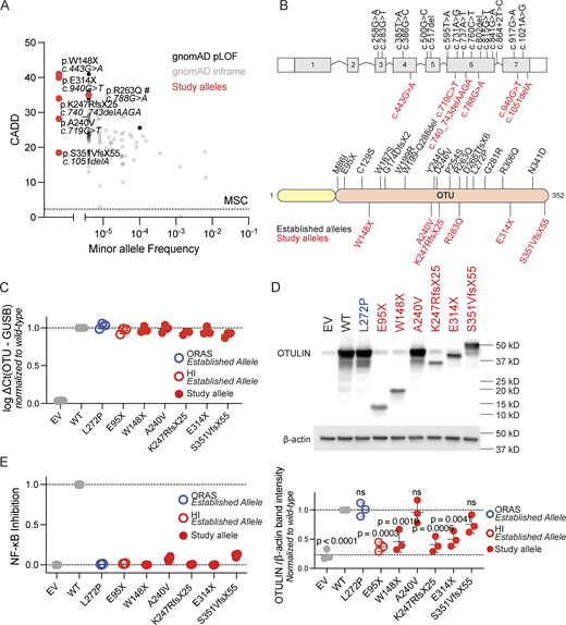 OTULIN population genetics and allele characterization. (A) Population genetics of OTULIN, presenting the MAF of OTULIN variants reported in the gnomAD database (v4.1.0), against the CADD scores and the mutation significance cutoff (MSC, dotted line). #: The variant carried by patient F.II.3 (c.788G>A) is predicted by Human Genome Variation Society nomenclature as p.R263Q but flagged by SpliceAI for the introduction of a potential splice acceptor site two base pairs from the variant. (B) Schematic overview of the OTULIN variants carried by the patients (study alleles, in red) and experimentally proven deleterious OTULIN variants reported elsewhere (established alleles, in black). (C)OTULIN mRNA transcript levels in transiently transfected HEK293T cells, assessed through quantitative reverse transcription PCR (RT-qPCR). OTULIN mRNA transcript levels are shown relative to GUSB mRNA transcript levels, normalized to transcript levels in cells transfected with wild-type OTULIN. Each dot represents the mean of a technical duplicate, n = 3 biological replicates. Bars represent mean ± SEM. (D) OTULIN expression in transiently transfected HEK293T cells, assessed through western blotting. Shown blot is a representative image, with the plot displaying the relative band intensities of OTULIN over β-actin in n = 3 biological replicates, normalized to the relative band intensity in cells transfected with wild-type (WT) OTULIN. Bars represent mean ± SD. Statistical significance was calculated by analysis of variance (ANOVA) with Dunnett’s post hoc correction for multiple comparisons, using samples transfected with WT OTULIN as the comparator. (E) NF-κB inhibitory capacity of OTULIN variants, as assessed through an NF-κB–promotor regulated dual-luciferase reporter system in transiently transfected HEK293T cells stimulated with 100 ng/ml TNF. The firefly luciferase over Renilla luciferase fold change was inverted, blank corrected to unstimulated cells and cells transiently transfected with empty vector (EV), and subsequently normalized to WT OTULIN. Each dot represents the mean of a technical duplicate, with n = 4 biological replicates. Bars represent mean ± SD. HI, cells from an OTULIN haploinsufficient patient with an established allele; ORAS, cells from an ORAS patient with an established allele. Source data are available for this figure: SourceData F2.