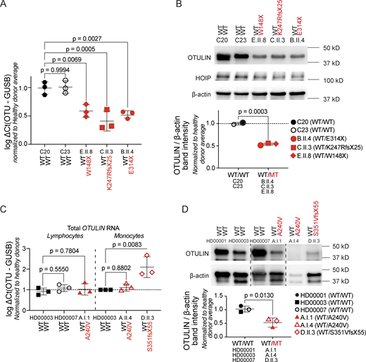 OTULIN expression in the patients’ cells. (A)OTULIN mRNA transcript levels in PDFs, assessed through RT-qPCR. OTULIN mRNA transcript levels are shown relative to GUSB mRNA transcript levels, normalized to the average of both healthy donor transcript levels. Each dot represents the means of a technical duplicate, with N = 3 replicates per patient. Bars represent mean ± SEM. Statistical significance was calculated by analysis of variance (ANOVA) with Dunnett’s post hoc correction for multiple comparisons, using samples from healthy donors as the comparator. (B) Expression of OTULIN and HOIP as determined by western blotting in the patients’ PDFs. Shown blot is a representative image, with the plot displaying the relative band intensity of OTULIN over β-actin, where each dot represents the mean of N = 3 replicates per patient, normalized to the average of both healthy donor expression levels. Bars represent mean ± SD. Statistical significance was calculated by unpaired T tests. (C)OTULIN mRNA transcript levels in the patients’ lymphocytes and monocytes, assessed through RT-qPCR. OTULIN mRNA transcript levels are shown relative to GUSB mRNA transcript levels, normalized to the average of healthy donor transcript levels. Each dot represents the mean a technical duplicate normalized to the average of healthy donor transcript levels, with N = 3 replicates per patient. Bars represent mean ± SEM. Statistical significance was calculated by ANOVA with Dunnett’s post hoc correction for multiple comparisons, using samples from healthy donors as the comparator. (D) OTULIN expression in the patients’ PBMCs, assessed through western blotting. Shown blot is a representative image, with the plot displaying the relative band intensity of OTULIN over β-actin. Each dot represents the mean of N = 2 replicates per patient. Bars represent mean ± SD, and statistical significance was calculated by unpaired T tests. WT/WT, healthy donors; WT/MT, OTULIN haploinsufficient patients; MT, mutant; WT, wild-type; RT-qPCR, quantitative reverse transcription PCR. Source data are available for this figure: SourceData F3.