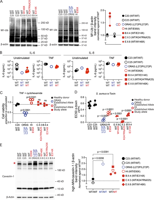 Functional consequences of OTULIN haploinsufficiency. (A) Accumulation of linear ubiquitin (M1-Ub) chains in whole-cell lysates of the patients’ PDFs. Shown blots are representative images, with the plot displaying the relative band intensity of M1-Ub over β-actin. Each dot represents the mean of N = 3 replicates per patient, normalized to the relative mean band intensity of M1-Ub over β-actin of both healthy donors. (B) Cytokine secretion in the patients’ PDFs, as detected by ELISA. Data points indicate the mean of N = 2 independent experiments, with three replicates per patient per experiment. (C) Viability of PDFs after 24 h of incubation with TNF (20 ng/ml) and cycloheximide (12.5 ng/ml), relative to unstimulated cells. Statistical significance was calculated through ANOVA with Dunnett’s multiple comparisons test, using samples from a healthy donor as the comparator. (D) The half-maximum effective concentration (EC50) of α-toxin on PDFs after 24 h of intoxication, as determined through three-parameter nonlinear regression analyses. Statistical significance was calculated through ANOVA with Dunnett’s multiple comparisons test, using samples from healthy donors as the comparator. (E) Accumulation of high-molecular weight caveolin-1 in whole-cell lysates of the patients’ PDFs. Shown blot is a representative image, with the plot displaying the relative band intensity of high-MW caveolin-1 over β-actin. Each dot represents the mean of N = 3 replicates per patient, normalized to the mean high-MW caveolin-1 over β-actin fold change of both healthy donors. Bars represent mean ± SEM. Statistical significance of differences were calculated through ANOVA with Dunnett’s multiple comparisons test, using samples from healthy donors as the comparator. Asterisk indicates high-molecular weight caveolin-1. HI, established allele in an OTULIN haploinsufficient patient; ORAS, established allele in an ORAS patient. WT/WT, healthy donors; MT/MT, ORAS patient; WT/MT, OTULIN haploinsufficient patients; MT, mutant; WT, wild-type; MW, molecular weight; ANOVA, analysis of variance. Source data are available for this figure: SourceData F5.