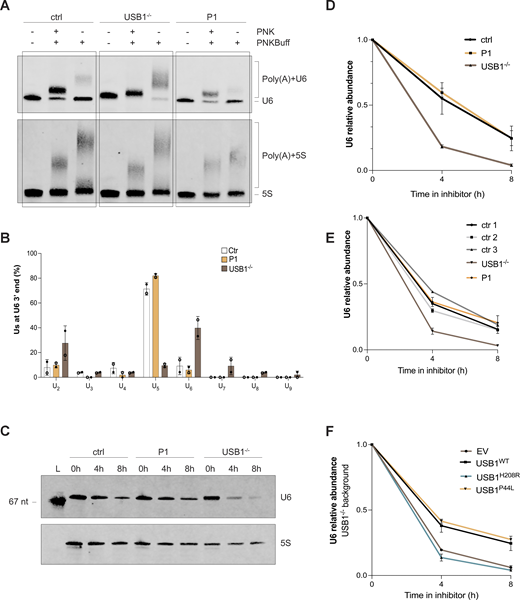 The USB1 de novo variant is catalytically active and correctly processes U6 snRNA. (A) Total RNA extracted from the indicated BEBV cell lines were treated with T4 PNK or with buffer only (PNKBuff) in mild acidic conditions. RNA was subsequently treated with poly(A) polymerase (PAP). Nontreated RNA was loaded as a control, (n = 2). (B) 3′ RACE analysis of U6 oligo(U) tails in the indicated cell lines. At least 24 clones per sample in each experiment (n = 2) were sequenced. Bars and error bars are averages of the number of U's within U6 oligo(U) tails and SEM from two independent experiments. (C and D) Indicated cell lines were treated with actinomycin D for 0, 4, and 8 h. RNA samples were processed by northern blotting for detection of U6 and 5S (n = 2). L: marker of known length (67 nucleotides). U6 signals were normalized through the corresponding 5S signals and successively expressed as fold decrease over U6 signal at time 0. Error bars are averages of SEM from two independent experiments. (E and F) U6 relative abundance quantification by qPCR analysis on patients and control cell lines (ctr1 n = 2, ctr2 n = 3, ctr3 n = 1, USB1−/−n = 3, P1 n = 3) (E), and USB1−/− cells transduced with the indicated lentiviral constructs (n = 2) (F). U6 signals were normalized through the corresponding 5S signals and successively expressed as fold decrease over U6 signal at time 0. Error bars are averages of SEM from two independent experiments. EV, empty vector. Source data are available for this figure: SourceData F3.