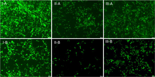 Dual-intein LVs reconstitute EGFP in vitro. Spontaneous fluorescence in HEK293 cells detected 72 hours post-infection. I: HEK293 cells infected with EGFP LV at (A) MOI 5 and (B) MOI 3; II: HEK293 cells co-infected with the dual-intein EGFP LVs at (A) MOI 2.5 each vector and (B) MOI 1.5 each vector; III: HEK293 cells co-infected with the dual-intein EGFP LVs at (A) MOI 5 each vector and (B) MOI 3 each vector. The image is representative of N = 3 independent experiments. Refer to the image caption for details.