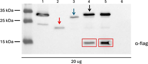 Western blot analysis performed on HEK293 cell lysates infected with dual-intein EGFP LVs. Cell lysates from cells transduced with: 1. EGFP full-length LVs at MOI = 5; 2. dual-intein N-term EGFP LV at MOI = 5; 3. dual-intein C-term EGFP LV at MOI = 5; 4. dual-intein N-term and C-term EGFP LVs at MOI = 2.5 each vector; 5. dual-intein N-term and C-term EGFP LVs at MOI = 5 each vector; 6. untreated cells. Black arrows indicate the correct spliced EGFP produced from co-infection; blue and red arrows indicate the single halves produced by LVs expressing for the N-term and C-term EGFP, respectively; red boxes indicate the spliced intein. Refer to the image caption for details.