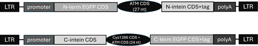 Schematic representation of dual-intein EGFP pLenti containing the nucleotides surrounding the ATM splitting point. In the pLenti encoding for the EGFP N-term half ATM CDS corresponds to nucleotides 3826…3852. In the pLenti encoding for the C-term EGFP, ATM CDS corresponds to nucleotides 3853…3879 and comprises the triplet encoding for Cys1286. nt: nucleotides. Refer to the image caption for details.