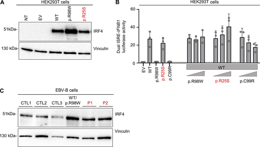 Related toFig. 2. (A) Western blot, with antibodies against IRF4 and vinculin, of total lysates from HEK293T cells with and without transfection with various IRF4 cDNAs or with EV. NT = not transfected. Representative data from two independent experiments are shown. (B) Dual luciferase ISRE-IFNB1 reporter activity of HEK293T cells transfected with EV or with various IRF4 cDNAs, combined or not with WT-IRF4 cDNAs. Data from three independent experiments performed in triplicate are shown. (C) Western blot, with antibodies against IRF4 and vinculin, of total lysates of EBV-B cells from three healthy controls (CTLs), patients (P1 and P2), and an individual heterozygous for the p.R98W IRF4 variant (11). Data representative of two independent experiments are shown. Source data are available for this figure: SourceData FS2.