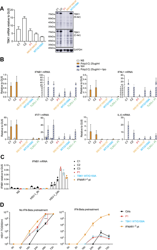Impaired induction of IFNs via TBK1-mediated pathways in the patient’s SV40-fibroblasts. (A) TBK1 mRNA levels (left panel) were measured by RT-qPCR in fibroblasts (SV40-fibroblasts) from healthy controls (C1, C2), P1, and two other TBK1-deficient patients (WT/G159A, W619*/W619*), and an immunoblot analysis of endogenous TBK1 protein levels (right panel) was performed with antibodies against the N-terminus and C-terminus of TBK1. The results shown are representative of three independent experiments. (B) SV40-fibroblasts from healthy controls (C1, C2), P1, two other TBK1 patients (WT/G159A, W619*/W619*), and a TLR3−/− HSE patient were left unstimulated (NS) or were stimulated with poly (I:C) alone, Lipofectamine alone (Lipo), or both (poly (I:C)+Lipo), for 6 h. The relative expression levels of IFNB1, IFNL1, IFIT1, and IL6 were measured by RT-qPCR. The results shown are from three independent experiments. (C)IFNB mRNA levels were measured by RT-qPCR in SV40-F from healthy controls (n = 3), P1, and HSE patients with TBK1-deficient (WT/G159A) and AR IFNAR1 deficiencies. Cells were either left uninfected (NS) or infected with HSV-1 (KOS strain, MOI = 1) for 24 h. Data represent the means of three independent experiments. (D) SV40-F from healthy controls (Ctrls, n = 3), P1, and HSE patients with TBK1-deficient (WT/G159A) and AR IFNAR1 deficiencies were either left untreated or pretreated with IFN-β for 24 h, followed by infection with HSV-1 (MOI = 0.001). Viral replication was assessed at the indicated time points post-infection using the TCID50 virus titration method. Data represent means ± SEM from three independent experiments. Statistical analysis was performed using one-way ANOVA followed by Tukey’s multiple comparisons test; P values at 48 h after infection compare P1’s cells to controls. ***P < 0.0001. Source data are available for this figure: SourceData F3. Refer to the image caption for details.