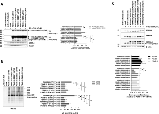 Expression and incorporation of V5/HIS-tagged PSMB10 single variants into proteasome complexes in HEK293T cells. (A) HEK293T cells were treated with IFN-γ (200 U/ml) for 24 h, followed by transfection with various C-terminally V5/HIS-tagged PSMB10 constructs. Proteins were extracted and analyzed by SDS-PAGE and western blotting using antibodies specific for V5, UBE2L6, and β-actin (loading control), as indicated. For V5 immunostaining, both short and long exposure times are shown. The immature (32.627 kDa) and mature (28.339 kDa) forms of PSMB10 protein (β2i) are marked with arrows, with the mature form visible only under long exposure. Representative data from one experiment are shown. The right panel displays densitometric analyses of V5 immunoreactive bands. Data are presented as fold-change mean values ± SEM for each variant relative to their wild-type counterpart (set to 1, indicated by the gridline) from three independent experiments. Statistical significance was assessed using a paired t test (*P < 0.05, **P < 0.01). (B) Protein samples described in A were analyzed by native-PAGE, followed by western blotting using a V5-specific antibody. Arrows indicate the positions of the 30S, 26S, 20S, and assembly intermediate proteasome complexes. The right panel shows densitometric analyses of V5 immunoreactive bands. Data are presented as band intensity values ± SEM from three independent experiments. Statistical significance was assessed using a paired t test (*P < 0.05, **P < 0.01). (C) HEK293T cells were treated with IFN-γ (200 U/ml) for 24 h and subsequently transfected with various C-terminally V5/HIS-tagged PSMB10 constructs. Protein lysates were extracted and analyzed by SDS-PAGE, followed by western blotting using antibodies specific for the immunoproteasome subunits PSMB8, PSMB9, and PSMB10, as indicated. β-actin was used as a loading control to ensure equal protein loading. The right panel presents densitometric analyses of PSMB8, PSMB9, and PSMB10 immunoreactive bands, with data expressed as fold-change mean values ± SEM for each variant relative to the PSMB10 (WT)-V5/HIS condition (normalized to 1, as indicated by the gridline) across three independent experiments. Statistical significance was determined using a paired t test (*P < 0.05, **P < 0.01). WT, wild-type. Source data are available for this figure: SourceData F2.