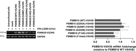 mRNA expression levels of V5/HIS-tagged PSMB10 variants in transfected HEK293T cells. HEK293T cells transfected with various PSMB10-V5/HIS constructs were subjected to total RNA extraction, followed by semiquantitative RT-PCR using primers targeting PSMB10 and the polyadenylation signal of the expression vector (BGH). GAPDH amplification was used as a loading control to ensure equal RNA input across samples. Right panel: Densitometric quantification of PSMB10-V5/HIS transcript levels. Data are presented as fold changes relative to wild-type (WT) PSMB10-V5/HIS, normalized to GAPDH, with WT levels set to 1 (indicated by the gridline). Values represent mean ± SEM from three independent experiments. Source data are available for this figure: SourceData FS1.