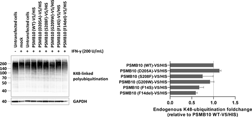 Analysis of K48-linked ubiquitination profiles in HEK293T cells transfected with V5/HIS-tagged PSMB10 variants. HEK293T cells pretreated with IFN-γ (200 U/ml for 24 h) were transfected with various PSMB10-V5/HIS constructs and analyzed for K48-linked ubiquitin-protein conjugates by SDS-PAGE, followed by western blotting. GAPDH was used as a loading control to ensure equal protein input. Right panel: Densitometric quantification of high molecular weight (>70 kDa) ubiquitinated proteins. Data are shown as fold changes relative to wild-type (WT) PSMB10-V5/HIS, normalized to GAPDH, with WT levels set to 1 (indicated by the gridline). Results represent mean ± SEM from three independent experiments. Source data are available for this figure: SourceData FS2.