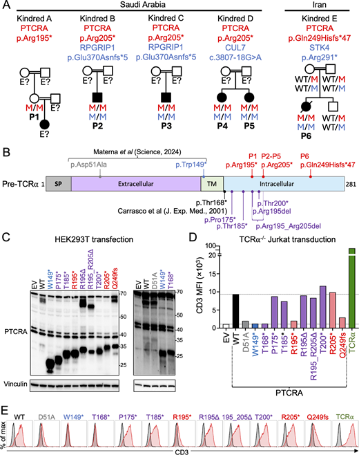 Functional characterization of pre-TCRα variants truncating the intracellular domain. (A) Pedigrees of the five kindreds carrying homozygous premature stop or frameshift variants in the intracellular domain of the pre-TCRα chain encoded by PTCRA (NM_138296.3). P2 and P3 were diagnosed with RPGRIP1 deficiency (NM_020366.4: c.1107del; p.Glu370Asnfs*5). P4 and P5 had a suspected diagnosis of CUL7 deficiency (NM_014780.5: c.3807-18G>A; splice AI Δ score for an acceptor gain = 0.53). P6 was diagnosed with STK4 deficiency (NM_006282.5: c.871C>T; p.Arg291*). The PTCRA variants appear in red, whereas the variants of other genes appear in blue. M: mutant allele, E?: unknown genotype (B) Schematic representation of the PTCRA isoform A protein (2), indicating the location of the variants studied. The variants from the patients appear in red. The artificial variants created in this study appear in purple. SP, signal peptide; TM, transmembrane domain. (C) HEK293T cells were transfected with an empty vector (EV), or with plasmids encoding the WT or indicated PTCRA isoform A variants. Total protein extracts were analyzed by immunoblotting with an antibody against pre-TCRα or vinculin (loading control). (D and E) TCRα-deficient Jurkat cells were transduced with EV or with plasmids encoding WT or mutant pre-TCRα isoform A. CD3ε surface expression was assessed by flow cytometry. (D) Bar graphs showing mean fluorescence intensity (MFI) for CD3ε. (E) Representative flow cytometry histograms. In each histogram, the trace of cells transduced with the EV is shown in grey, and the trace of cells transduced with the indicated variant is shown in red. All results are representative of three independent experiments. The methods used in C–E have been described in detail elsewhere (2). Source data are available for this figure: SourceData F1.