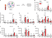 Hyperinflammatory cytokine and IFN responses in patient PBMCs. (A–H) PBMCs from the patient (red) and three controls (grey) were left untreated (UT), stimulated with TLR4 agonist LPS, TLR7/8 agonist R848, transfected with PolyIC for TLR3/MDA5/RIG-I stimulation, or mock transfected (transf ctrl). Cells were harvested 24 h after treatment, and RNA was isolated and analyzed for IFNB1 (B), CXCL10 (C), IL6 (D), and TNF (E) gene transcription by RT-PCR, and cell culture supernatants were collected and analyzed for CXCL10 (F), IL6 (G), and TNF (H) protein by ELISA. Bars indicate mean values ± standard deviation (SD) of a single experiment performed in triplicates. Statistics were calculated using the ordinary One-way ANOVA with Šídák’s multiple comparisons test. * = P < 0.05, ** = P < 0.01, *** = P < 0.001, **** = P < 0.0001, and ns = not significant.