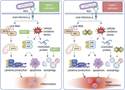 Illustration of the working hypothesis on dysregulated responses to viral infection and damage by oxidative stress in PARK7 deficiency. In healthy individuals with PARK7-sufficient cells (left), viral infection activates PPRs (MDA5/RIG-I) following sensing of viral RNA and oxidative stress signals (ROS) through stress kinases (ASK1), together inducing the production of inflammatory cytokines. Apoptosis and autophagy pathways reduce inflammation and facilitate a balanced cytokine and IFN responses to regain homeostasis. PARK7 (in green) can regulate ROS via Nrf-2 (47) and NADPH (48) (not shown) and inhibit ASK1/2 signaling pathways (49), thereby reducing inflammation. PARK7 can also modulate the activity of the specific autophagic receptor SQSTM1/p62 and contribute to the degradation of targeted proteins under oxidative stress conditions (41). In the patient with PARK7-deficient cells (right), the suppressive effect on ROS and the activating effect on autophagy are lost, resulting in enhanced inflammatory cytokine production (see Fig. 2 and Fig. 4) and reduced cellular apoptosis and autophagy (see Fig 3). Thus, PARK7 deficiency affects cellular responses during infection and cellular stress and is dominated by impaired apoptosis and autophagy, ultimately resulting in hyperinflammatory responses and pathology. NADPH, nicotinamide adenine dinucleotide phosphate; Nrf-2, nuclear factor erythroid 2-related factor 2.