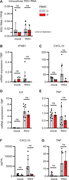 Inflammatory cytokine and IFN responses in PBMCs following RSV infection. PBMCs from the patient (P, red) and three controls (C, grey) were mock infected (mock) or infected with RSV (RSV-A strain Long, MOI 1). (A–G) Cells were harvested 24 h after treatment, and RNA was isolated and analyzed for intracellular RSV RNA (A), IFNB1 (B), CXCL10 (C), IL6 (D), and TNF (E) gene expression by RT-PCR. Cell culture supernatants were harvested and analyzed for CXCL10 (F) and TNF (G) protein by ELISA. Bars indicate the mean ± SD values of a single experiment performed in triplicate. Statistics were calculated using the ordinary two-way ANOVA with Šídák’s multiple comparisons. ns = not significant. SD, standard deviation.