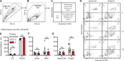 Quantification of apoptotic and necrotic cells in patient and control fibroblasts. (A–D) Representative density plots showing the analysis of noninflammatory apoptotic and inflammatory necrotic cells by flow cytometry. (A and B) Cells were gated for single cells by FSC-H and FSC-A (A), followed by cell selection to exclude cell debris from the analysis with SSC-A and FSC-A (B). These events were then analyzed for the frequency of apoptotic cells (Annexin-V positive, SYTOX Green negative, C) and necrotic cells (Annexin-V negative, SYTOX Green positive). (D) Representative density plots showing the frequency of Annexin-V– and SYTOX Green–positive cells in primary fibroblasts from the patient (P, top) and two controls (C1, middle and C2, bottom) that were mock transfected (transf ctrl, left) or transfected with PolyIC (500 ng/ml, 24 h, right). (E–G) Graphs showing the frequency of inflammatory necrotic cells in primary fibroblasts from two controls (C, grey) and the patient (P, red). Cells were left untreated (UT) or treated with H2O2 (2 mM, 24 h, E), infected with mock virus (mock) or RSV (RSV-A strain long, MOI 3, 24 h, F), or mock transfected (transf ctrl) or transfected with PolyIC (500 ng/ml, 24 h, G). Bars show the mean ± SD values of two experiments (E–G) performed in duplicate and triplicate. Statistics were calculated using the ordinary two-way ANOVA with Šídák’s multiple comparisons. ns = not significant. SD, standard deviation.