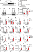 Generation of PARK7-deficient A549 and SH-SY5Y cells and cytokine responses to RSV infection. (A and B) Immunoblot and RT-PCR demonstrating absence of RSV replication in primary fibroblasts. Primary fibroblasts from a healthy donor were infected with RSV (RSV-A strain Long, MOI 1), and cells were collected at indicated time points. Whole cell lysates were analyzed by immunoblotting for expression of RSV matrix protein (RSV-M2) and compared to vinculin (VCL) as loading control (A), and cells were collected for RNA extraction and quantification of RSV RNA by RT-PCR (B). (C and D) Immunoblot demonstrating KO of PARK7 in A549 pulmonary cells (C) and PARK7 KO in neuronal SH-SY5Y cells (D). Vinculin (VCL, C) and GAPDH (D) were used as loading control. (E) Repeat of experiment shown in Fig. 4 A, showing additional replicates of two experiments performed in duplicate of human pulmonary A594 cells deficient in PARK7 (red) and control AAVS1KO (grey) mock treated or infected with RSV (RSV-A strain Long, MOI 1) for 24 and 48 h, and cells were collected for RNA isolation and analysis of RSV RNA by RT-PCR. (F–M) PARK7KO (red) and control AAVS1KO (grey) A549 cells were mock treated or infected with RSV (RSV-A, strain Long, MOI 1) for 24 h. (F–I) Cells were collected for RNA isolation, and quantification of IFNL1 (F), CXCL10 (G), IL6 (H), and TNF (I) gene transcription was performed by RT-PCR. (J–M) Cell culture supernatants were collected for IFNλ1 (J), CXLC10 (K), IL6 (L), and TNF (M) protein quantification by ELISA. (N–U) Repeats of experiment shown in Fig. 4, D–G, showing an additional two repeat experiments performed in triplicate (N–Q shows the second experiment and R–U shows the third experiment) where neuronal SH-SY5Y cells deficient in PARK7 or control AAVS1KO were mock transfected (transf ctrl) or transfected with PolyIC (500 ng/ml). Cells were collected after 6 h, and RNA was isolated, and IFNB1 (N and R), CXCL10 (O and S), IL6 (P and T), and MX1 (Q and U) gene transcription quantification by RT-qPCR. Bars indicate mean ± SD values. Statistics were calculated using the two-way ANOVA with multiple comparisons. * = P < 0.05, ** = P < 0.01, *** = P < 0.001, and ns = not significant. SD, standard deviation. Source data are available for this figure: SourceData SF3.