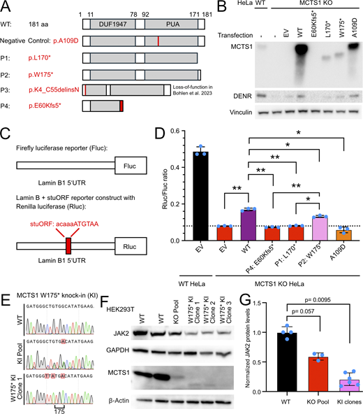 Functional investigation of the new MCTS1 variants. (A) Predicted structure of the MCTS1 protein with the domain of unknown function 1947 (DUF1947) and the pseudouridine synthase and archaeosine transglycosylase (PUA) domains for WT protein, the synthetic LOF variant p. A109D, and the patient variants p.L170* (P1), p.W175* (P2), and predicted p.E60Kfs5* (P4). The numbers annotated for the WT MCTS1 protein correspond to the first and last amino acids of the MCTS1 protein, the DUF1947, and PUA domains. The variants of MCTS1 are shown in red. (B) Western blot of WT and MCTS1-KO HeLa cells after transfection with EV, WT MCTS1 (pWT), or the MCTS1 variants p.E60Kfs5* (pE60Kfs5*), p.L170* (pL170*), p.W175* (pW175*), and p.A109D (pA109D). Details are provided in Table S2. Non-transfected HeLa cells (“−”) were used as a negative control. (C) Schematic diagram of the Fluc and lamin B + stuORF reporters used to assess MCTS1 activity. stuORF, synthetic strong Kozak uORF. Modified from (8). (D) Activity of the MCTS1 variants in the luciferase translation reinitiation assay after the transfection of WT and MCTS1-KO cells with EV, WT MCTS1 or the various MCTS1 variants (p.E60Kfs5* p.L170*, W175*, and p.A109D; see details in Table S2). Bars: Mean and standard deviation of three technical replicates, represented as turquoise dots. This experiment is representative of the three biological replicates. The asterisks indicate the level of significance, as assessed in a one-way ANOVA with Tukey’s test for multiple comparisons and adjustment for multiple testing (*P < 0.05; **P < 0.005). (E) Sanger sequencing confirmation of KI of the MCTS1 W175* variant and silent L174L variants in HEK293T cells. (F) Western blot of HEK293T cells subjected to genome editing to introduce MCTS1 KO in a pooled manner or MCTS1 W175* KI with the indicated single-cell derived clones shown. (G) Quantitation of three independent western blots of the indicated cell lines. Statistical significance was assessed using two-sided Mann–Whitney tests. Source data are available for this figure: SourceData F2.