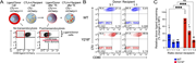 CTLA-4 Y218* mutation leads to dysfunctional TE. (A–C) (A) Experimental design and (B) representative dot plot of CD80 donor levels following TE by Jurkat recipient cells with WT (blue blots) or Y218* CTLA-4 mutation (red blots), with relative ligand loss quantified in C using multiple unpaired T test. N = 6 independent repeats for each condition. ***P < 0.001; ns: not significant.